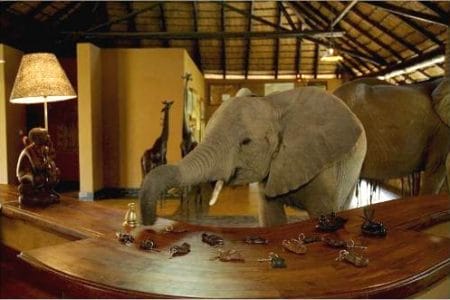 Zambia, elefantes en el hotel