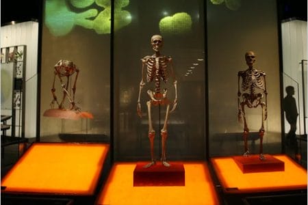 El Museo de Neanderthal, evolución humana en Düsseldorf