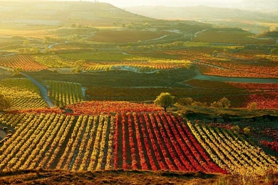 Viñedos de La Rioja