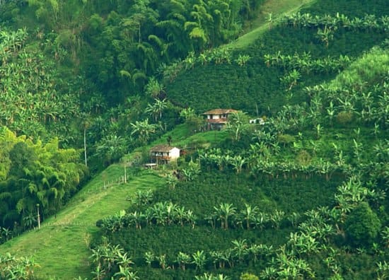 Quindio, region del Triangulo de Cafe en Colombia