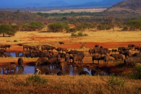 El Parque Nacional Serengueti